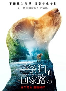 一条狗的回家路(普通话)