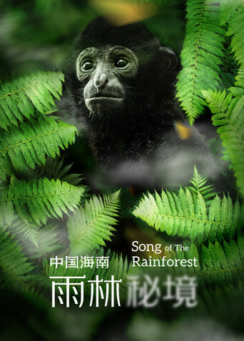 中国海南雨林秘境